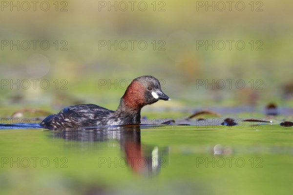 Little Grebe (Tachybaptus ruficollis), North Rhine-Westphalia, Germany, Europe