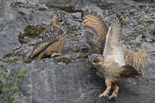 Eurasian Eagle-Owl (Bubo bubo) juveniles, North Rhine-Westphalia, Germany, Europe
