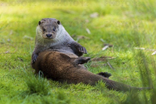 An otter sits on the meadow and looks directly into the camera, European otter (Lutra lutra), Germany, Europe