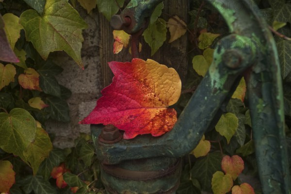 Colourful autumn leaves on an old, rusty water pump handle. Vibrant autumn colours contrast with natural surroundings, Krefeld