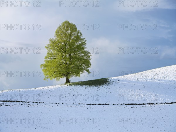 Solitary tree, lime tree (Tilia), standing on a snow-covered hill during leaf emergence, Neuheim, Canton Zug, Switzerland, Europe