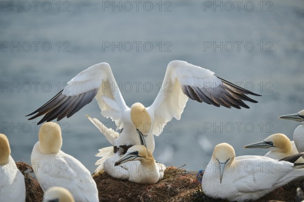 Northern gannet (Morus bassanus) couple having a love game on the cliff, wildlife, Helgoland, Germany, Europe