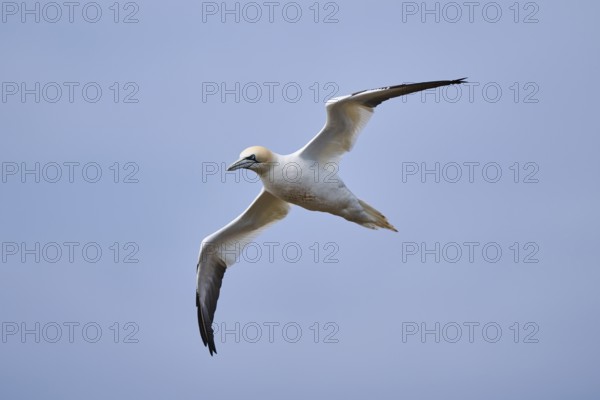 Northern gannet (Morus bassanus) flying in the sky, wildlife, Helgoland, Germany, Europe