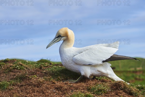 Northern gannet (Morus bassanus) standing on the cliff, wildlife, Helgoland, Germany, Europe
