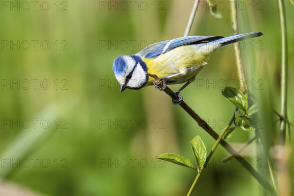 Blue Tit (Parus Caeruleus) Germany