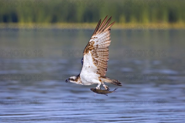Western osprey (Pandion haliaetus) catching fish in its talons from water surface of lake in summer