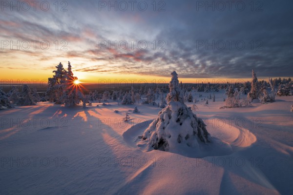 Winter landscape with snow-covered trees, Riisitunturi National Park, Posio, Lapland, Finland, Europe