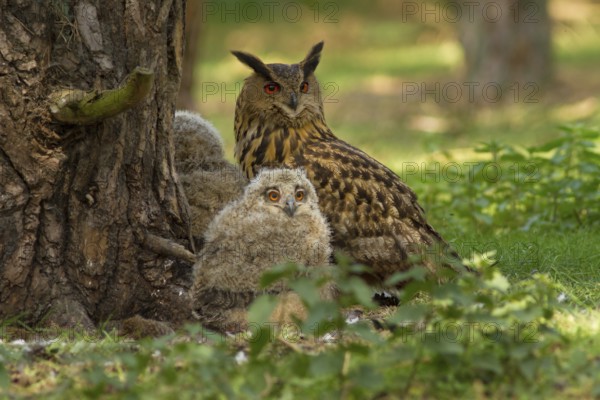Eurasian Eagle-Owl (Bubo bubo) female with chicks, Utrecht, Netherlands