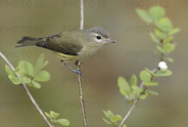 Warbling Vireo (Vireo gilvus), British Columbia, Canada, North America