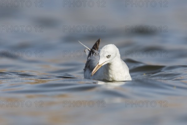Slender-billed Gull (Chroicocephalus genei), Eilat, Israel, Asia