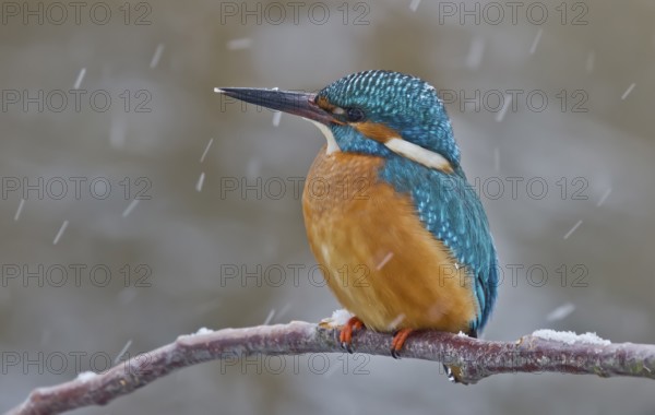Common Kingfisher (Alcedo atthis) male, Bavaria, Germany, Europe