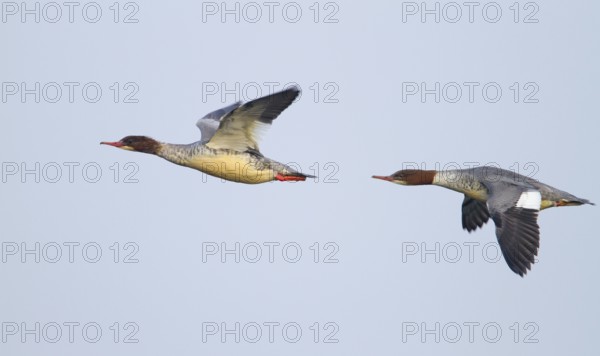 Common Merganser (Mergus merganser) female flying, Baden-Wuerttemberg, Germany, Europe