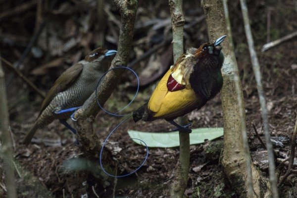 Magnificent Bird-of-paradise (Diphyllodes magnificus) pair, West Papua, Indonesia, Asia