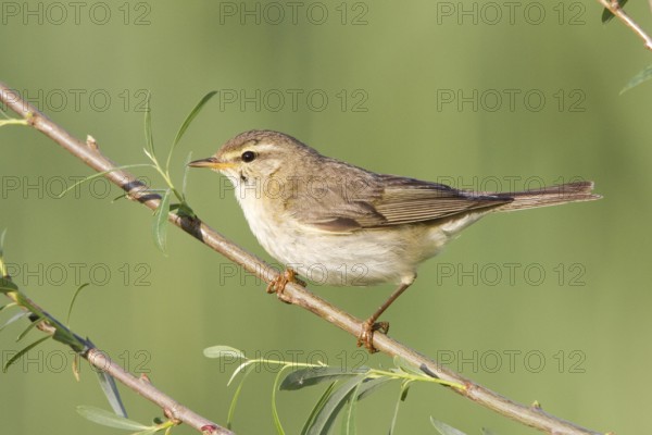 Willow Warbler (Phylloscopus trochilus), Vorarlberg, Austria, Europe