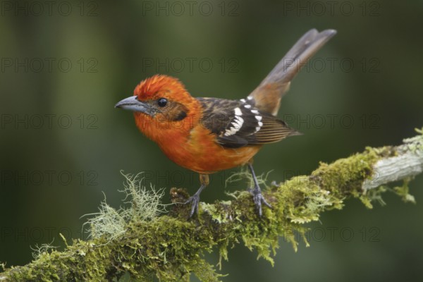 Flame-colored Tanager (Piranga bidentata) male, Costa Rica, Central America