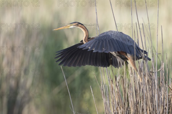 Purple Heron (Ardea purpurea) flying, Baden-Wuerttemberg, Germany, Europe