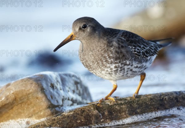 Purple Sandpiper (Calidris maritima) foraging, Schleswig-Holstein, Germany, Europe