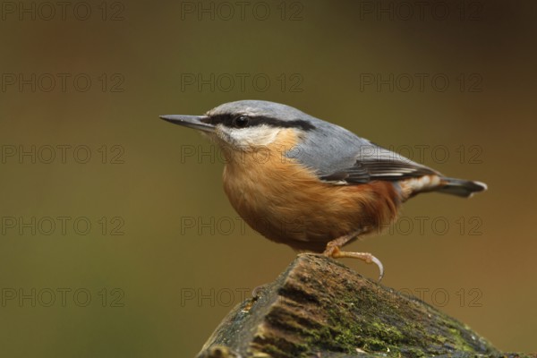 Eurasian Nuthatch (Sitta europaea), Utrecht, Netherlands