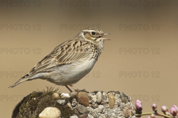 Woodlark (Lullula arborea), Rhineland-Palatinate, Germany, Europe