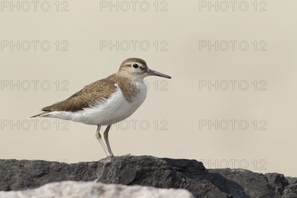 Common Sandpiper (Actitis hypoleucos), Phetchaburi, Thailand, Asia