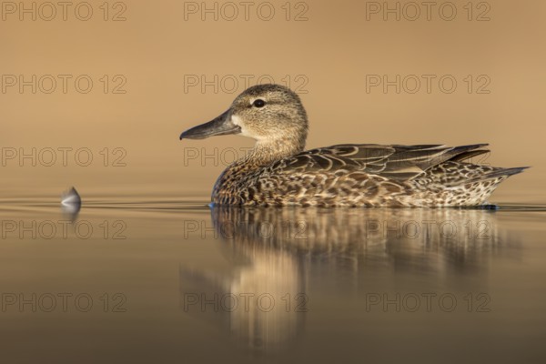 Blue-winged Teal (Anas discors) swimming in a pond in Manitoba, Canada, North America