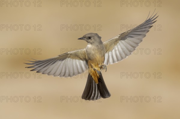 Say's Phoebe (Sayornis saya) flying, California, USA, North America