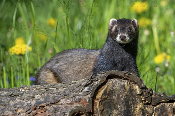 European polecat (Mustela putorius) on the hunt, looking for prey from fallen tree trunk in meadow