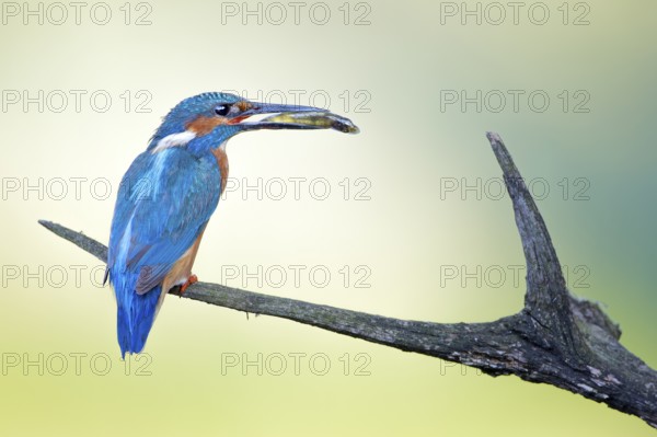Common Kingfisher (Alcedo atthis) male carrying fish in beak, Saxony-Anhalt, Germany, Europe