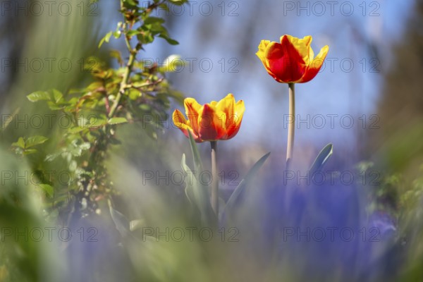 Two blooming tulips (Tulipa), flowers red and yellow, open, blurred foreground and background, close-up