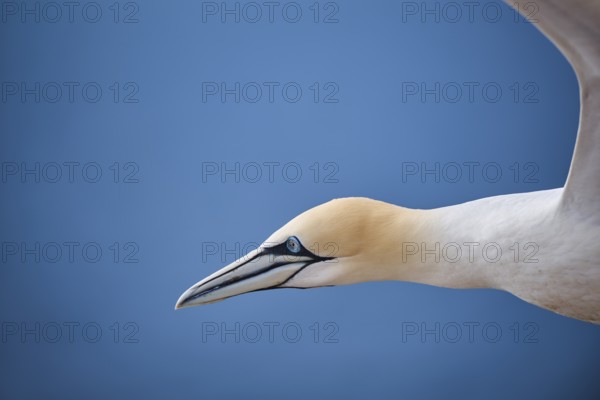 Northern gannet (Morus bassanus) flying over the sea, portrait, wildlife, Helgoland, Germany, Europe