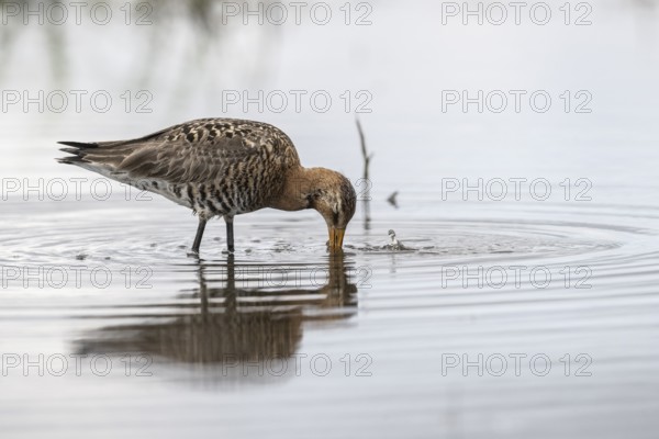 Black-tailed godwit (Limosa limosa), Lower Saxony, Germany, Europe