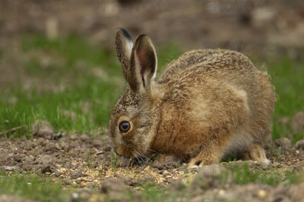European brown hare (Lepus europaeus) juvenile leveret feeding on a garden border, England, United Kingdom, Europe