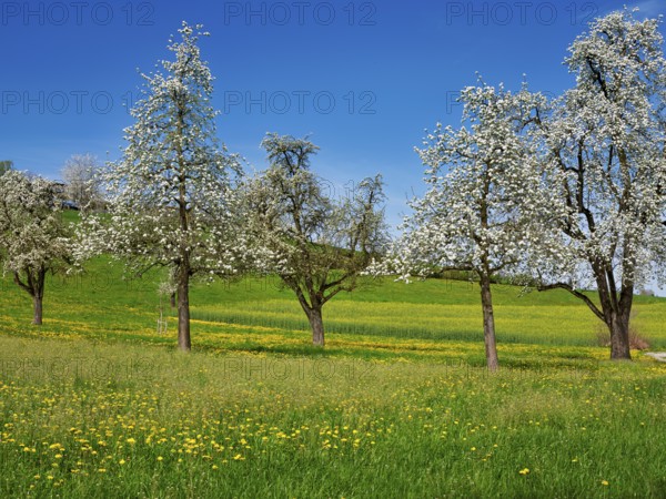 Field of flowering dandelions and pear trees (Pyrus communis), Beinwil, Freiamt, Canton Aargau, Switzerland, Europe
