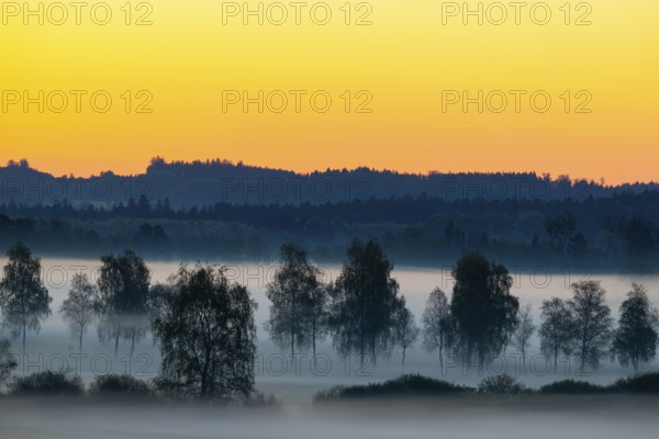 Early morning fog over the moor, birch (Betula), birch family (Betulaceae), dawn, fog, Pfrungen, Pfrunger-Burgweiler Ried, Baden-Wuerttemberg, Germany, Europe
