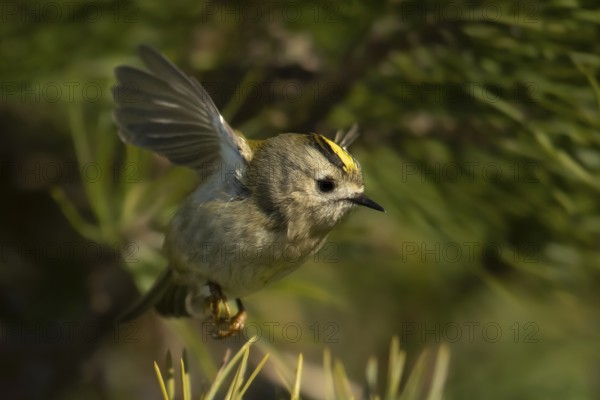 Goldcrest (Regulus regulus), Smaland, Sweden, Europe