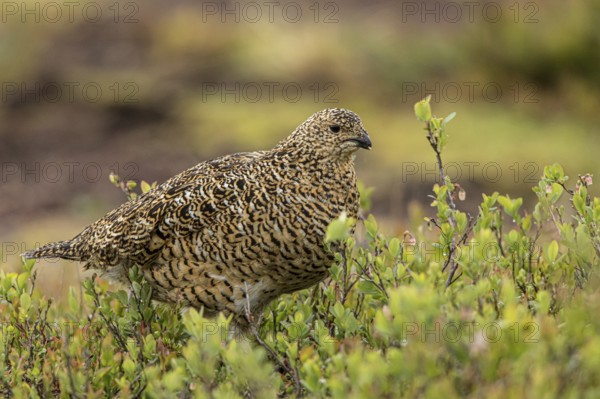 Willow Ptarmigan (Lagopus lagopus), Dalarna, Sweden, Europe