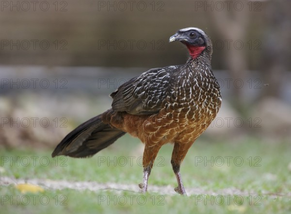 Chestnut-bellied Guan (Penelope ochrogaster), Mato Grosso, Brazil, South America