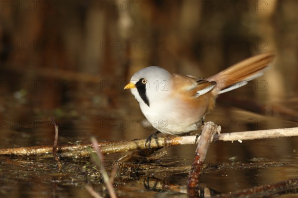 Bearded Reedling (Panurus biarmicus) male foraging in reedbed, Mecklenburg-Western, Pomerania, Germany, Europe