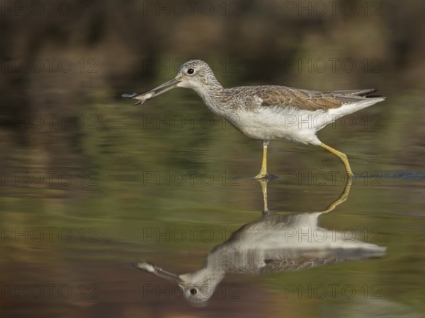 Common Greenshank (Tringa nebularia) with fish in beak, Gambia, Africa