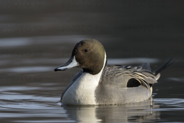 Spiessente (Anas acuta), Pintail, Maennchen, Erpel, Februar, Oberhausen, Ruhrgebiet, Nordrhein-Westfalen, Deutschland