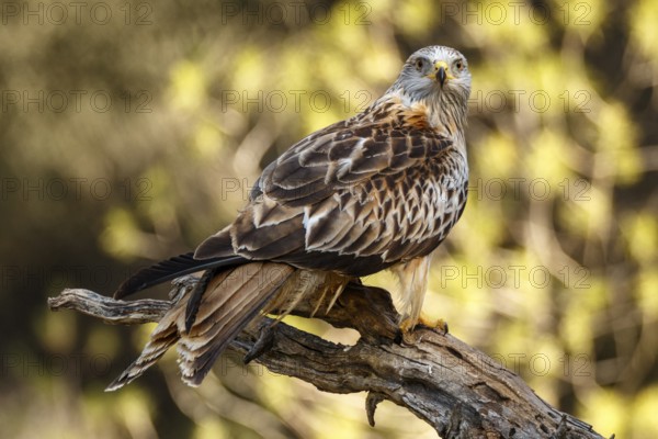 Red Kite (Milvus milvus), perched on a branch, Castile and Leon, Spain, Europe