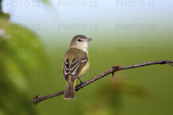 Bell's Vireo Vireo bellii arizonae Prairie State Park, Missouir, United States 1 May Adult Male Vireonidae
