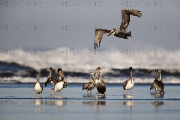 Brown Pelican (Pelecanus occidentalis) adults and juveniles on the beach, Santa Rosa, Guatemala, Central America