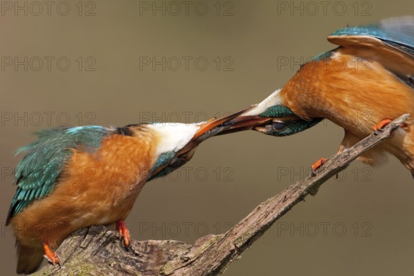 Common Kingfisher (Alcedo atthis) mating, Saxony-Anhalt, Germany, Europe