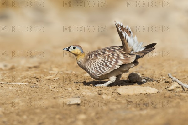 Crowned Sandgrouse (Pterocles coronatus) male, Negev, Israel, Asia