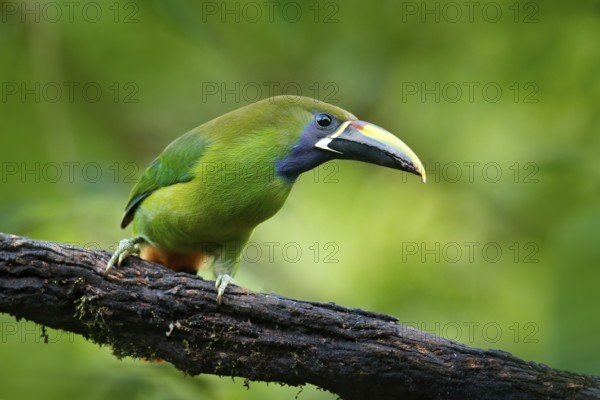 Wildlife scene from nature. Exotic bird, tropic forest. Small toucan. Blue-throated Toucanet, Aulacorhynchus prasinus, green toucan bird in the nature habitat, exotic animal in tropical forest, Mexico, Central America