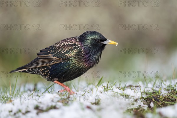Common Starling (Sturnus vulgaris) on snowy grass field, Sweden, Europe