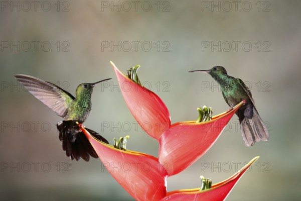 Bronze-tailed Plumeleteer (Chalybura urochrysia) males feeding at flower nectar, Costa Rica, Central America