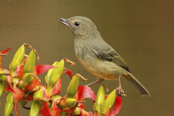 Glossy Flowerpiercer, Diglossa lafresnayii, female, black bird with bent bill sitting on the orange red flower, nature habitat, exotic animal from Colombia. Bird with bent beak. Bird from green nature