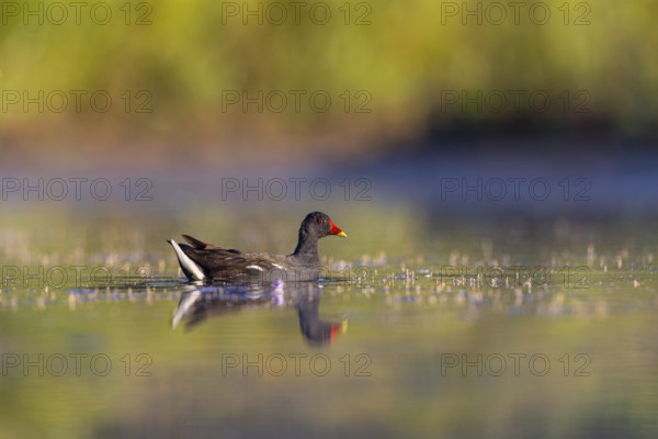 Common Moorhen (Gallinula chloropus), North Rhine-Westphalia, Germany, Europe